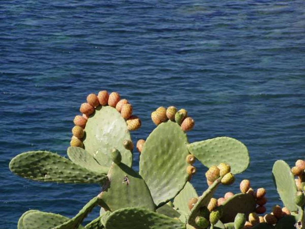 Pfa Hotel - Isola D'Elba Cavo Exterior foto